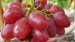 Сорт винограда София.