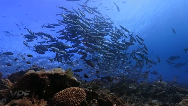 The Ultimate Underwater Relaxation Experience