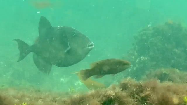Gray Triggerfish смотреть онлайн