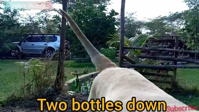 Obstacle Challenge Dog vs Bottles смотреть онлайн