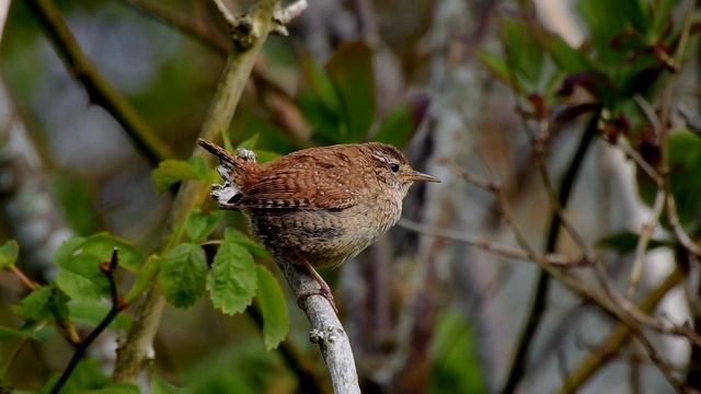 Eurasian Wren,song,Gjerdesmett,Крапивник,Winterkoning,Chochín Común,Troglodytes Troglodytes,Singing