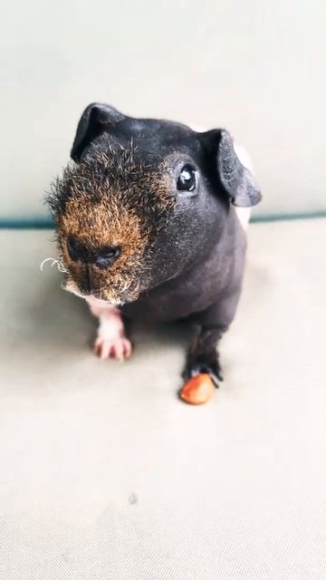 Лысая свинка не любит орехи смотреть онлайн