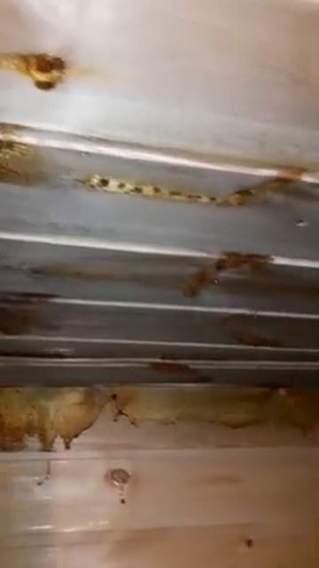 Течка крыши бани смотреть онлайн