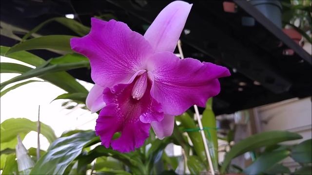 Lc. Miss Wonderful смотреть онлайн