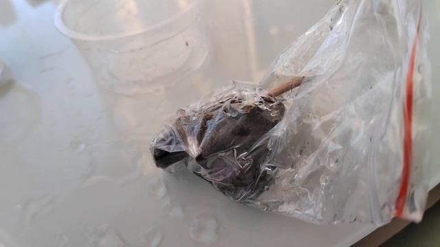 Распаковка dino 2 смотреть онлайн