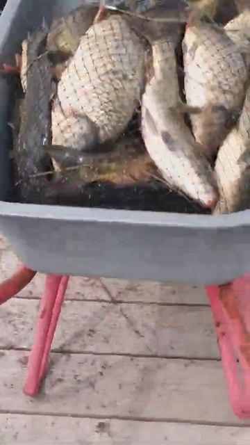 рыбалка рыбалка в подмосковье карп ловля карпа суперкарп белеутово karp fishing смотреть онлайн