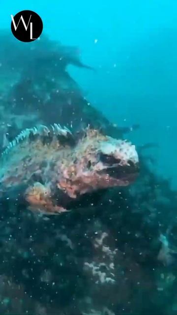 Galapagos Islands, Ecuador смотреть онлайн