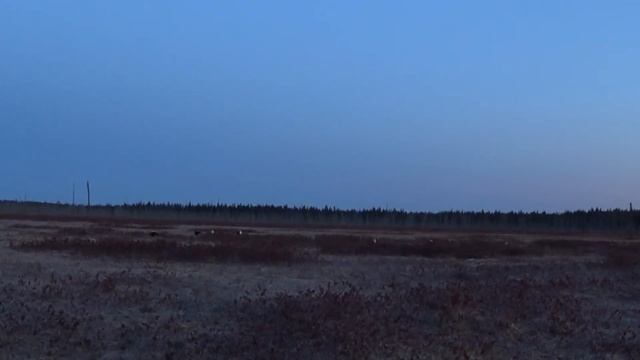 Весна 2021 тетеревиный ток смотреть онлайн