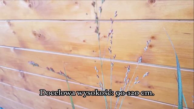 Proso Rózgowate Panicum Virgatum Heiliger Hain - Trawa Ozdobna: Uprawa I Pielęgnacja