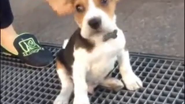 Щенок порящими ушками смотреть онлайн