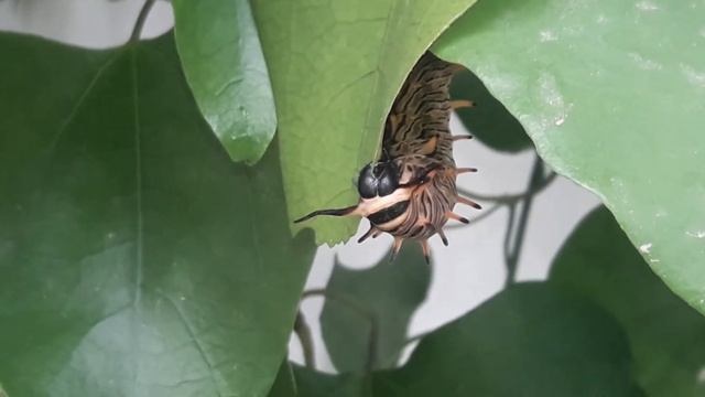 Battus Polydamas (20 segundos comiendo) смотреть онлайн