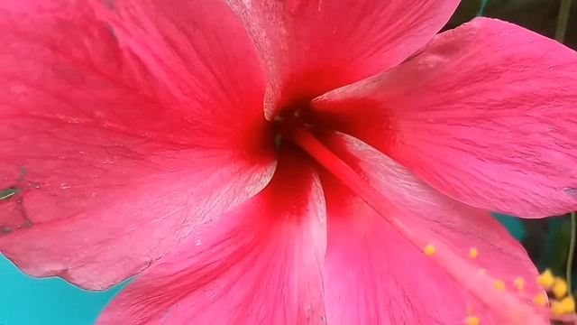 Hibiscus flower||varieties of hibiscus plants||Multiple colours of Hibiscus flower from mum's garde смотреть онлайн