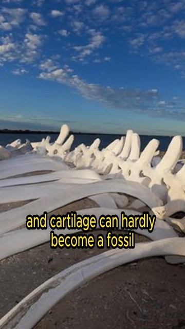 Unveiling the Megalodon: The Ocean’s Most Terrifying Predator#factsMegalodon #MarineLife #shorts смотреть онлайн