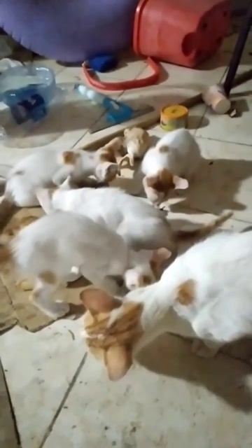 Scottish cats из питомника. Это аборигенные кошки в Египте, удалось заснять кошку и котят. смотреть онлайн