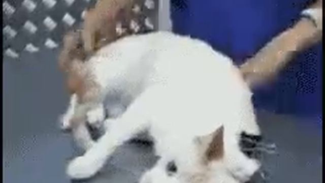 Как остановить кота O_o смотреть онлайн