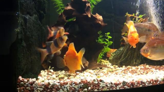 Боции, пираньи и попугаи смотреть онлайн