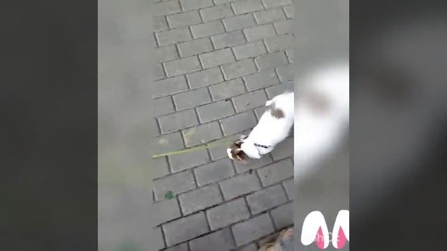 На улице.. Собака-гуляка смотреть онлайн