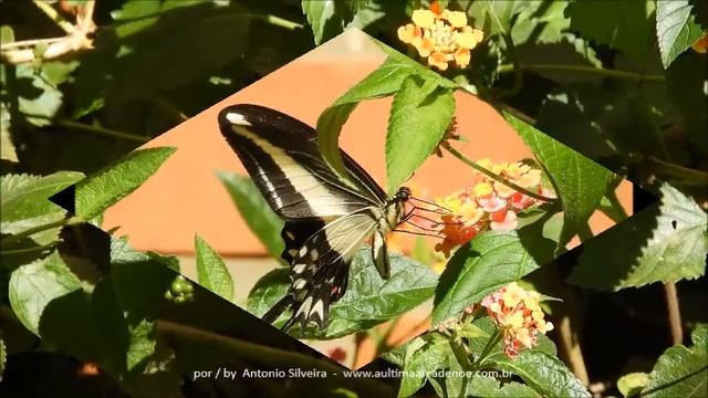 Heraclides hectorides Puerto Iguazu AR 16 4 2018 Antonio Silveira смотреть онлайн