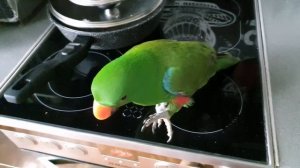 говорящий попугай эклектус Рикки