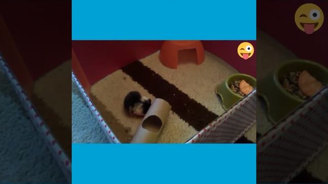 Лаки играет😘 смотреть онлайн