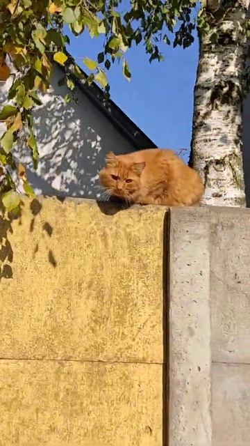 Рыжая кошка залезла на высокий забор