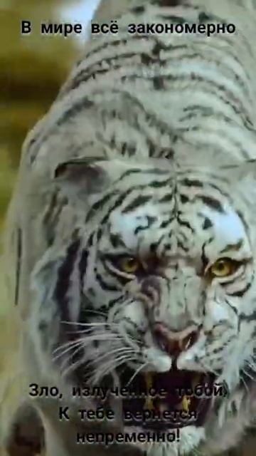 В мире всё закономерно... смотреть онлайн