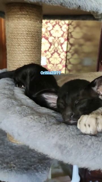 все спят, погода шепчет))) питомник Ориентальных и Сиамских кошек OriSiaZOTT смотреть онлайн