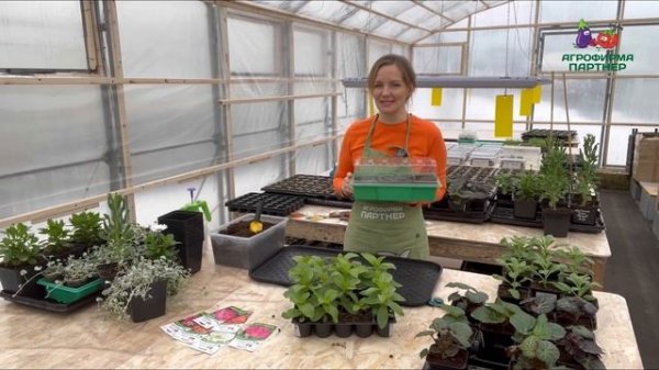 КОГДА СЕЯТЬ СЕМЕНА ЦИННИИ НА РАССАДУ, И КАК СДЕЛАТЬ ЭТО ПРАВИЛЬНО?