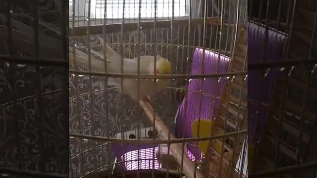 Корелла Кеша. Попугайчику очень жарко!!! :-) смотреть онлайн