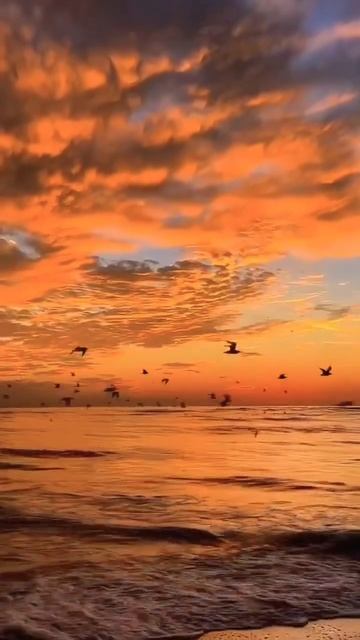 sunset beauty with birds #dusk #dusktilldawn #birds #parinda #nature #sea #viral #trending #sky смотреть онлайн