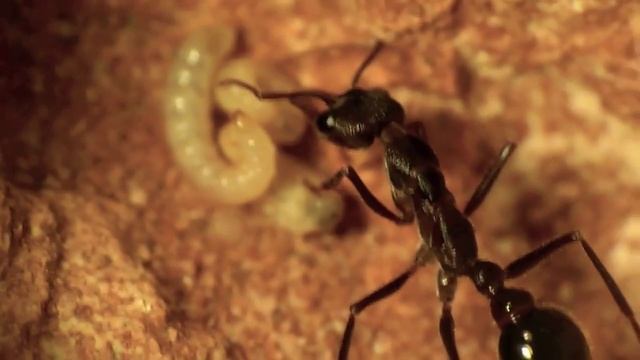 Myrmecia brevinoda Nest смотреть онлайн