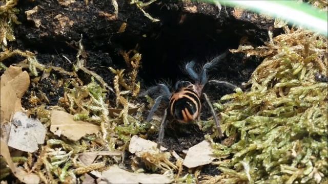 Cyriocosmus leetzi im neuen Zuhause смотреть онлайн
