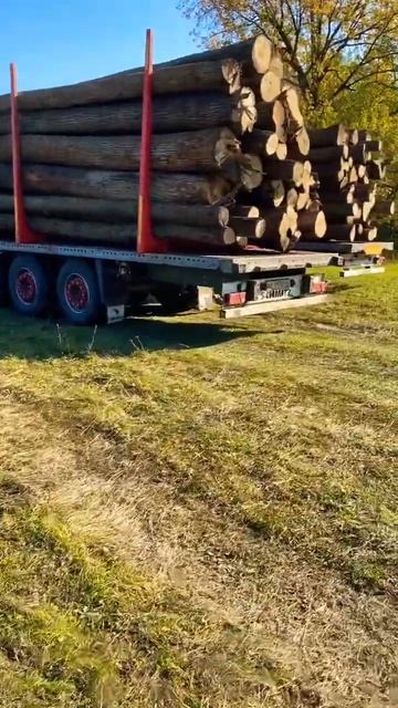 Отгрузка липы кругляка смотреть онлайн