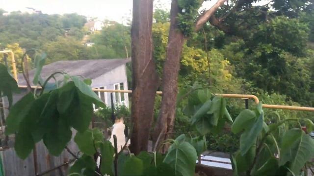 20 мая. Начало сада! Сажаем деревья!. смотреть онлайн