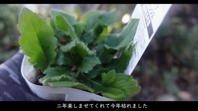 【宿根草をおぎはら植物園で購入】今年最後のネットショッピング｜宿根草の庭づくり【ガーデニング】 смотреть онлайн