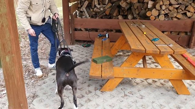 Nosework, Przedmioty,  Klasa 2,  Bure, 28.03.2021, Piotr I Czesław