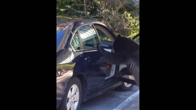 Медведь залез в машину посигналить (наоборот) смотреть онлайн