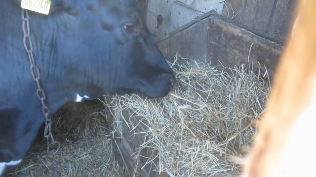 Деревенские заметки. смотреть онлайн