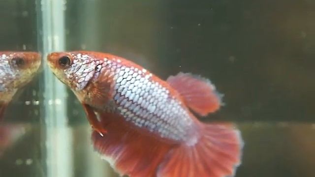 queen FEMALE SALAMANDER DRAGON -S42 смотреть онлайн