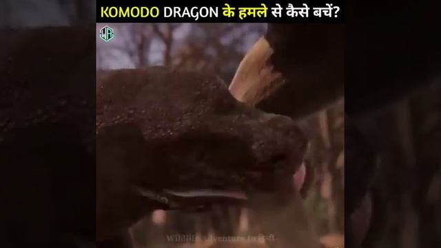 chhipkali Croma Dragon смотреть онлайн