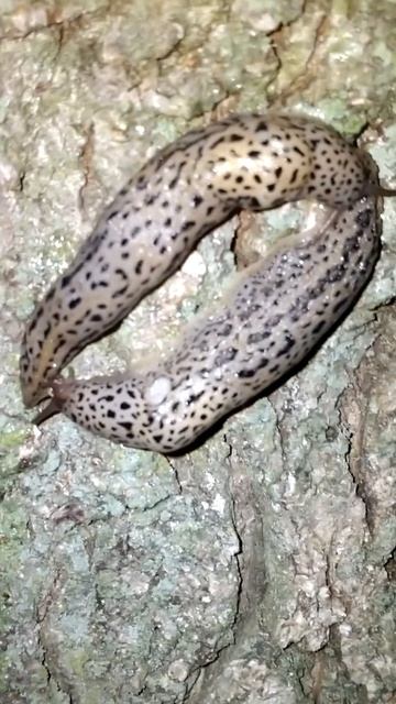 leopard slugs смотреть онлайн