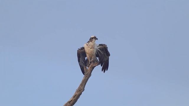 Ospreys and herons at a coastal wetland смотреть онлайн