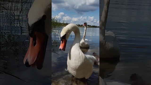 Лебедь шипун 2024 смотреть онлайн