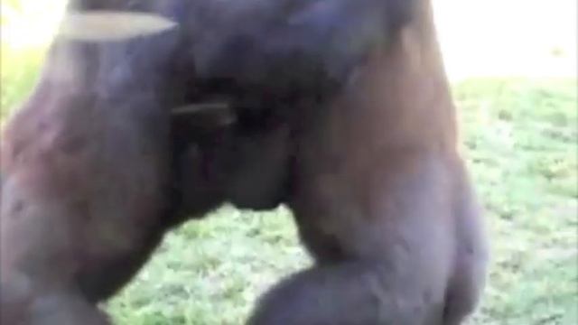 Gorilla Fight (Dubstep Remix) смотреть онлайн