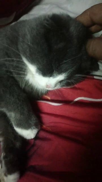 спокойной ночи котик 🐈)))) смотреть онлайн