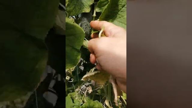Уход за огурцами в августе - повторное плодоношение. Реанимирование огуречных плетей. смотреть онлайн