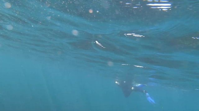 Maggie's 🐠 La Jolla Cove Snorkel Tour | Snorkeling with Sea Lions 🦁 in the Ocean смотреть онлайн