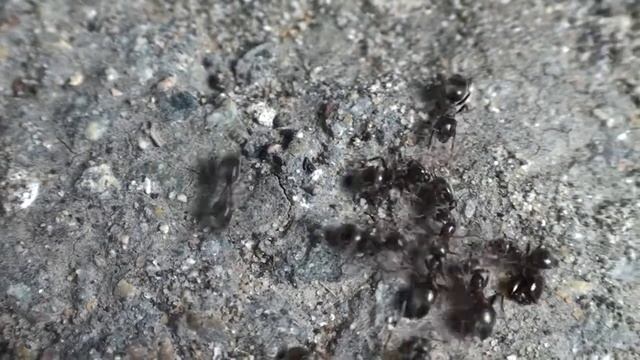 Lasius niger.mpg смотреть онлайн
