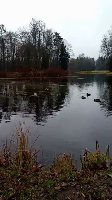 кряквы семейство утиные смотреть онлайн