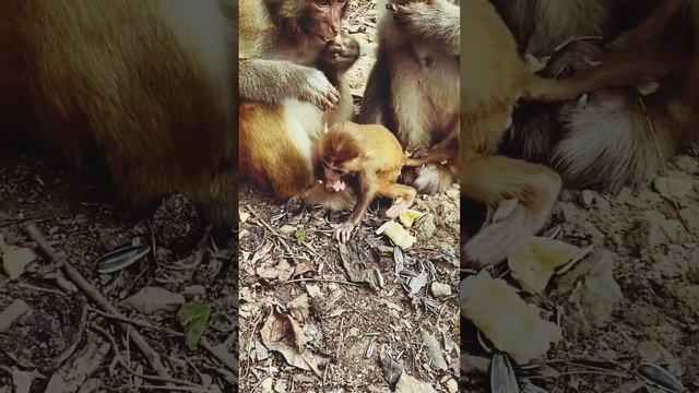 Sweet Monkey Family Scene: Baby Nursing, Mother Eating, and Siblings Sharing Food смотреть онлайн